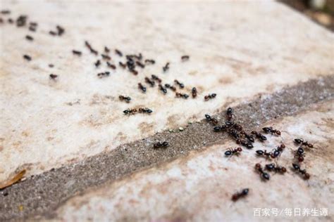 狭穴 家裏螞蟻很多